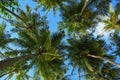 Relaxing and laying under the palm trees with green leaves