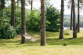 Relaxing lazy time with hammock in the green forest. Beautiful landscape swinging in the summer garden, sunny day Royalty Free Stock Photo