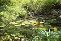 Relaxing lily pond in jungle of Grand Cayman Islands Royalty Free Stock Photo