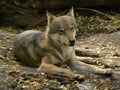 Relaxing and lying wild wolf