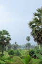 Relaxing misty scene of the rural countryside of Kampot, Cambodia