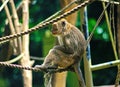 relaxing monkey on the rope