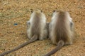 Relaxing monkeys (Langur) Royalty Free Stock Photo