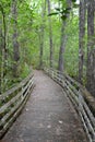 Relaxing nature hike in forest