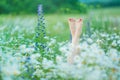Relaxing in the nature Woman legs between flowers spa Royalty Free Stock Photo