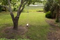 Tree Swing in the Shade Royalty Free Stock Photo