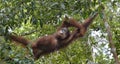 Relaxing orangutan in tree branches. Bornean orangutan (Pongo pygmaeus wurmmbii) in the wild nature. Royalty Free Stock Photo