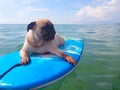 Relaxing pug dog on the sea beach with surfboard in the summer times Royalty Free Stock Photo