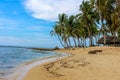 Sandy beach with palms on the shore, heaven on Earth