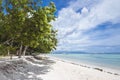 A relaxing scene of trees lining the shoreline in Dumaluan Beach in Panglao Island, Bohol, Philippines