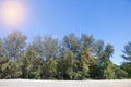 Relaxing scene, tropical beach with pine tree and light effects flare - selective focus