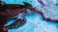 Relaxing sea turtle under the warm and clear water Royalty Free Stock Photo