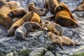 Relaxing seals, Beagle Channel, Ushuaia, Argentina Royalty Free Stock Photo