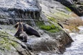 Relaxing seals, Beagle Channel, Ushuaia, Argentina Royalty Free Stock Photo