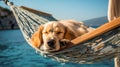 Relaxing seaside scene as a content labrador dog rests in