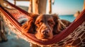 Relaxing seaside scene as a content Spaniel dog rests in