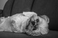 Relaxing Shih Tzu Dog