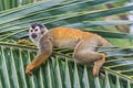 Relaxing squirrel monkey Royalty Free Stock Photo