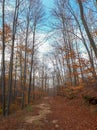 Autumn leaves in the forest on autumn