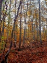 Autumn leaves in the forest on autumn