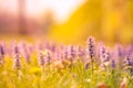 Relaxing sunset closeup daisy flowers in garden meadow field with natural bokeh, soft focus Royalty Free Stock Photo