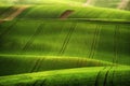 Relaxing time on Moravia rolling hills with wheat filds and tractor Royalty Free Stock Photo