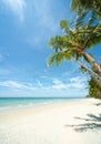 Relaxing under a palm trees on loneliness beach