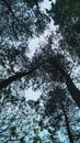 relaxing under a trees on morning cool Royalty Free Stock Photo