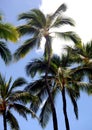 Relaxing under tropical palm trees blue skies and warm weather. Royalty Free Stock Photo