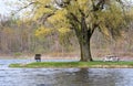 Relaxing under the willow tree Royalty Free Stock Photo