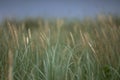 Relaxing view of green sea grass in Baltic dunes. Floral background.