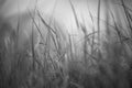 Relaxing view of sea grass in Baltic dunes. Floral black and white background.