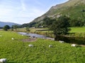 Relaxing view of sheep in field by river