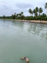 A Relaxing view of the White Sand and Coconut Trees