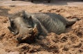 Relaxing warthog Royalty Free Stock Photo