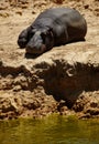 Relaxing by the watering hole. a hippo lying near a watering hole in the plains of Africa.