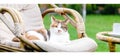 Relaxing white ginger cat laying on chair in garden outside on hot summer days. Garden landscape with chair table in nature. Rest Royalty Free Stock Photo