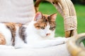 Relaxing white ginger cat laying on chair in garden outside on hot summer days. Garden landscape with chair table in nature. Rest Royalty Free Stock Photo