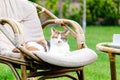 Relaxing white ginger cat laying on chair in garden outside on hot summer days. Garden landscape with chair table in nature. Rest Royalty Free Stock Photo