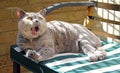 Relaxing yawning pedigree cat on bench
