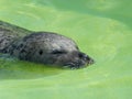 Relaxt seal enjoying the water