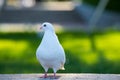 A white Pigeon is standing on concrete step and looking its right direction with green grass background in the park.