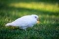 A white homing pigeon is standing on green grass focused on its eye.