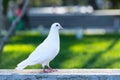 A white Pigeon is standing on concrete step and looking its right direction with green grass background in the park.