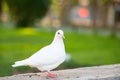 A white Pigeon is standing on concrete step and looking its right direction with green grass background in the park.