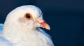 Cropped close up portrait of a white pigeon with focused on its eye under sunshine