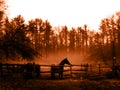 Photograph of dark horse silhouette in a warm mist in front of a fence with tall pine trees behind it Royalty Free Stock Photo