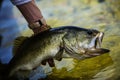 Releasing A Big Largemouth Bass