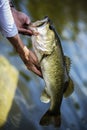 Releasing A Big Largemouth Bass