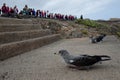 Releasing of cory`s shearwaters. Royalty Free Stock Photo